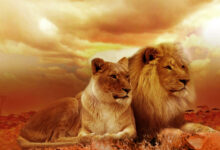 القوة والتأثير